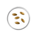 Latvia 2026 Golden seeds