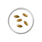 Latvia 2026 Golden seeds